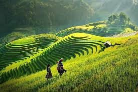 Sapa